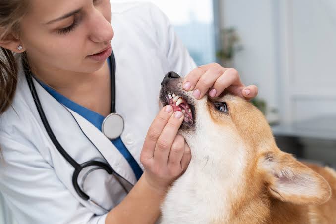 Maio Amarelo para os pets
