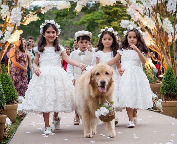 Seu pet na festa de casamento