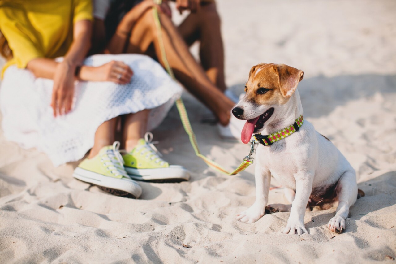 Ação gratuita para pets e tutores na orla
