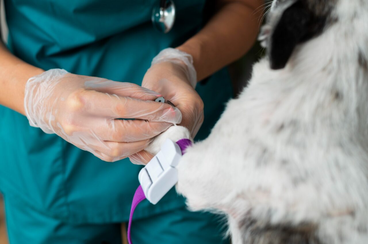 Doação de sangue voluntária de cães e gatos