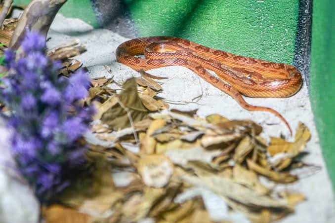 Serpentário do Aquário Paraíba