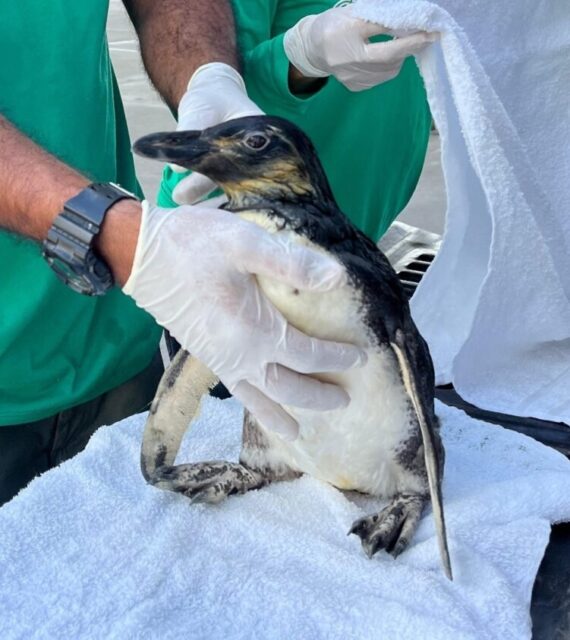 Aquário Paraíba convida o público a escolher o nome de novo pinguim