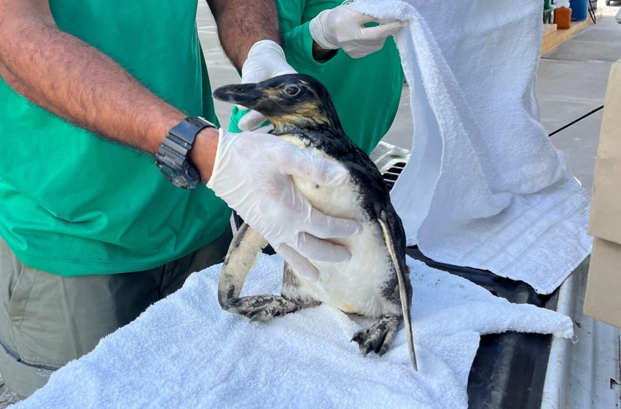 Aquário Paraíba convida o público a escolher o nome de novo pinguim