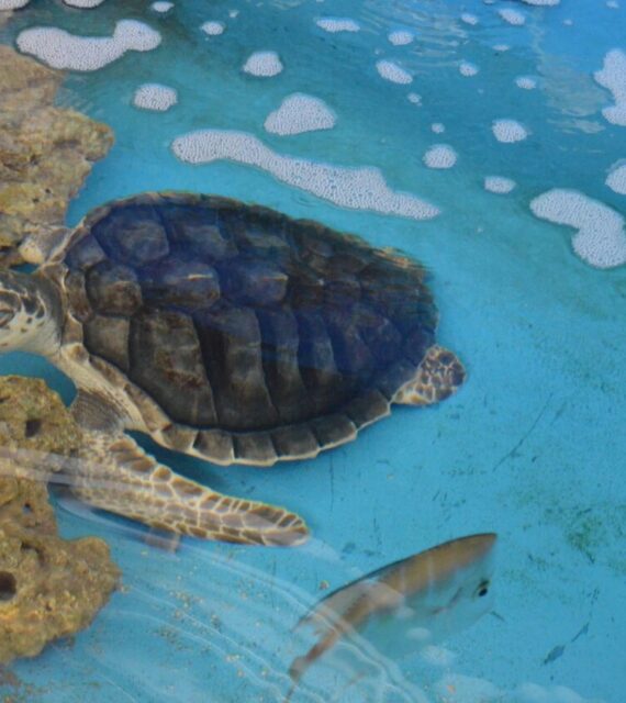 Protegendo a vida das tartarugas marinhas