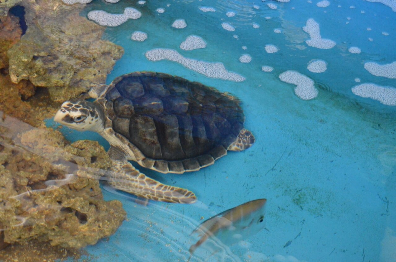 Protegendo a vida das tartarugas marinhas