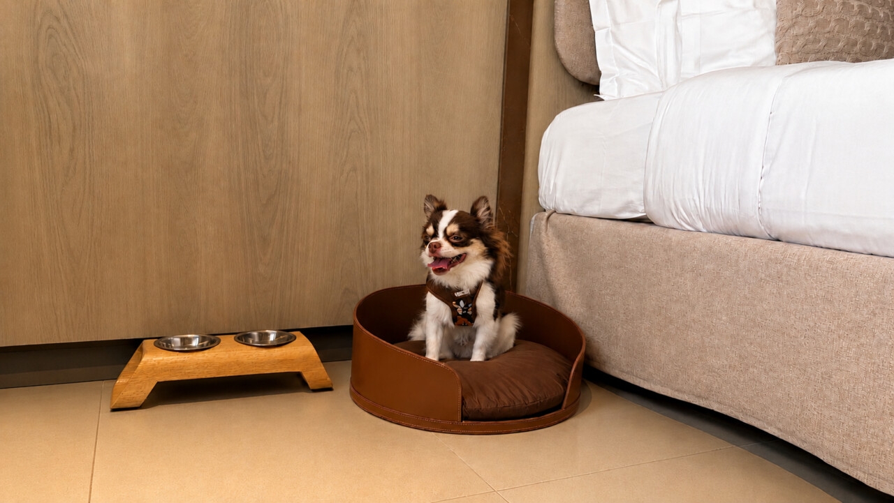 HCM Hotel oferece estrutura pet friendly